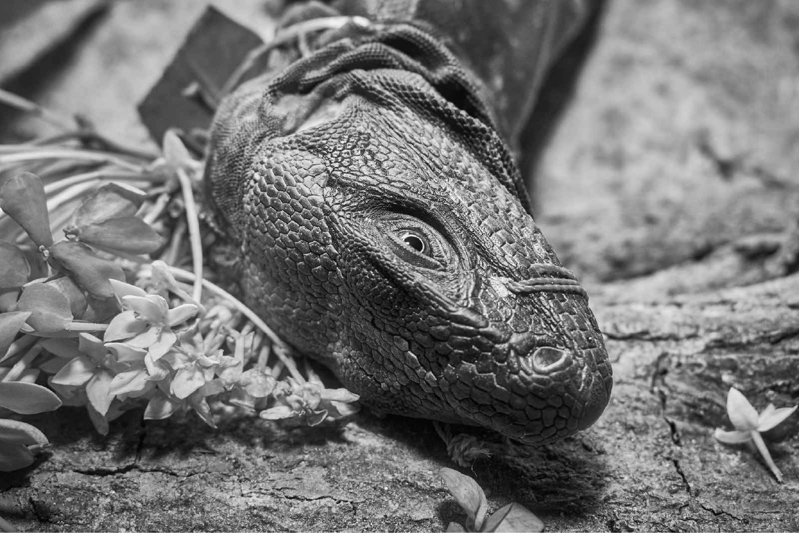 Like the iguanas Slaughter of the Iguanas - Photography by Juana Pola